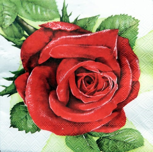 00 serw rose.jpg